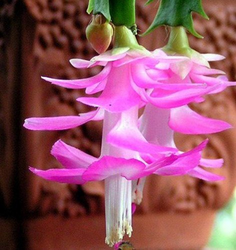 Hirts Pink Christmas Cactus Plant - Zygocactus - 4 Pot by Hirts Gardens
