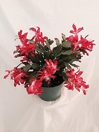 Hirts Red Christmas Cactus Plant - Zygocactus - 6 Pot