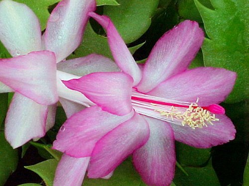 Lavender Christmas Cactus Plant-Zygocactus - 4 pot