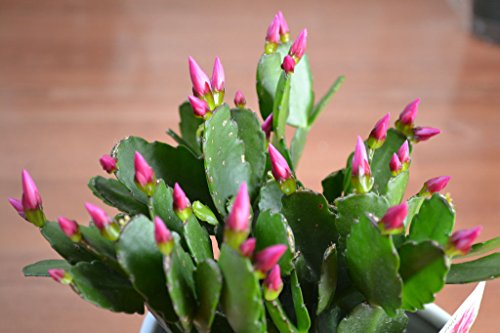 Magenta Pink Rhipsalidopsis Easter Christmas Cactus Plant Cutting Schlumbergera