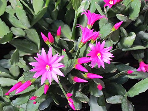 Magenta Pink Rhipsalidopsis Easter Christmas Cactus Plant Cutting Schlumbergera