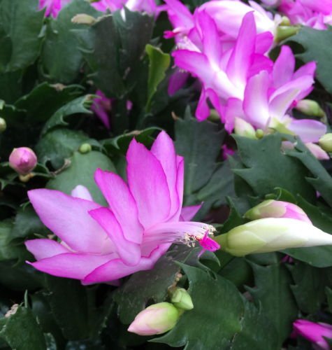 Pink Christmas Cactus Plant - Zygocactus - 4 Pot