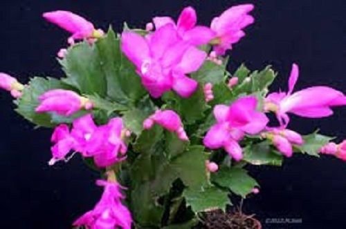 Pink Christmas Cactus Plant - Zygocactus - 6 Pot