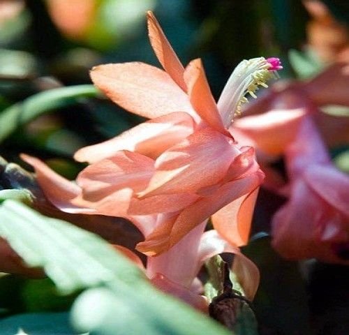 Salmon Christmas Cactus Plant - Zygocactus - 4 Pot Great Gift