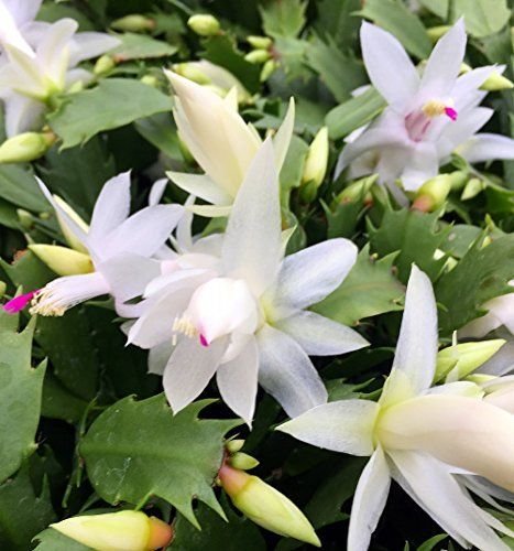 White Thanksgiving and Christmas Cactus Plant - Zygocactus - 4 pot