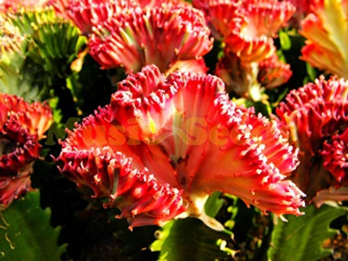 AGROBITS 1bag200pcs HOT Sale Cactus Tree Seed Rare Exotic Mini Bonsai Giant RED Head Spring Decoration for Home Garden
