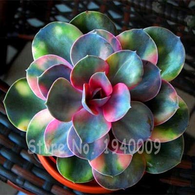 AGROBITS 300 pcsBag Mixed Cactus Japanese Succulent Tree Pot Plant Purify Air Outddor Resistant Heat Planta Seedsfor Home Garden Bonsai 16