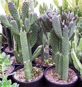 Artistic Solutions Caribbean Tree Cactus ~ Rare Spineless Opuntia Consolea Falcata 1 Bare Rooted Prickly Pear Plant with Extensions 15-18 Tall