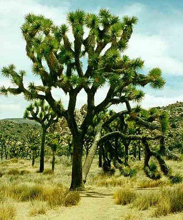 Joshua Tree 10 Seeds - Yucca brevifolia - Cactus