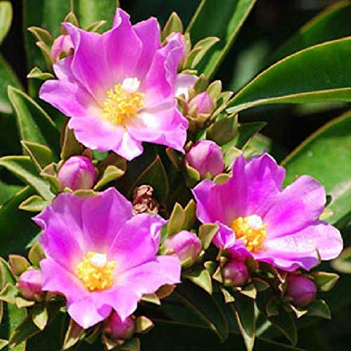 Pereskia grandifolia Exotic Flowering Rare Cacti Seed Cactus Tree Aloe 25 Seeds