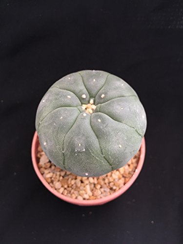 Ariocarpus sp lophophora on own root - Plant Cacti Cactus Succulent - Easy to growHard to kill - 2 Pot - By Cactilove