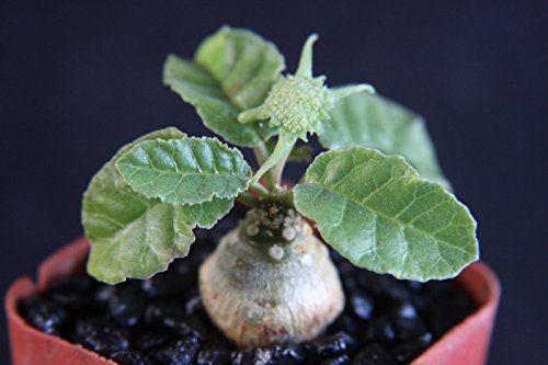 Dorstenia Foetida Exotic Bonsai Caudex Rare Succulent Plant Cactus Cacti 2 Pot