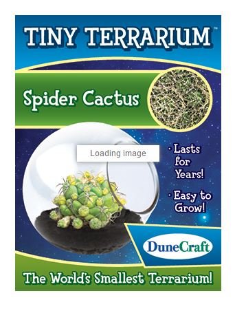 DuneCraft Learning 15 Tiny Terrarium Pincushion Cactus Cactus Desktop Plant