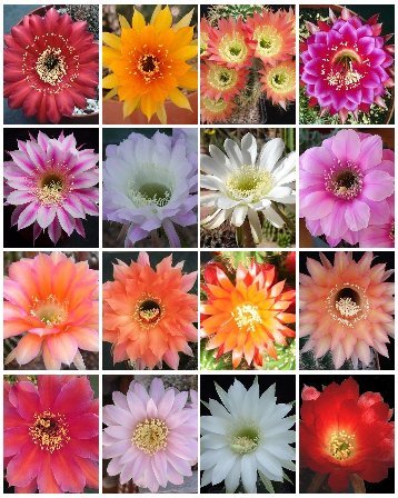 Echinopsis Variety Mix Sold By EXOTIC CACTUS Rare Night blooming Cacti Easy to Grow Huge Flowers Succulents Seed 100 Package