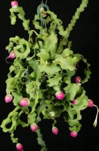 Epiphyllum guatemalense monstrose CURLY LOCKS cacti cactus plant seed 20 SEEDS