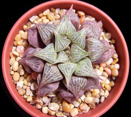 HAWORTHIA MIRABILIS BADIA exotic rare succulent bonsai cactus cacti aloe 5 seeds