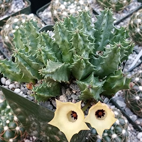 HUERNIA BAYERI CACTUS CACTI SUCCULENT REAL LIVE PLANT