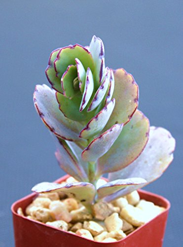 Kalanchoe Fedtschenkoi Exotic Rare Succulent Plant Cacti Cactus Bonsai Outdoor Agave 2