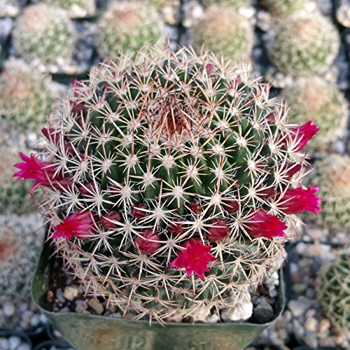 MAMMILLARIA MYSTAX LARGE 4 DIAMETER CACTUS CACTI SUCCULENT REAL LIVE PLANT