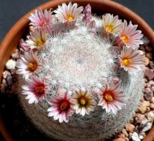 Mammillaria candida J rare cactus cacti seed 20 SEEDS