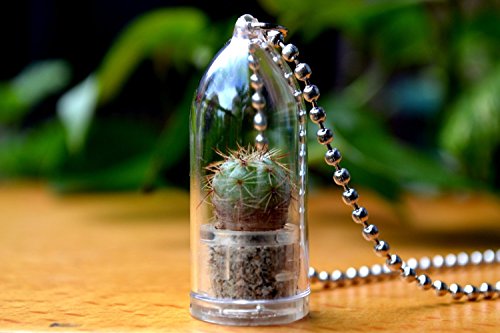 Melon Cactus Live Plant Necklace Cactus Terrarium