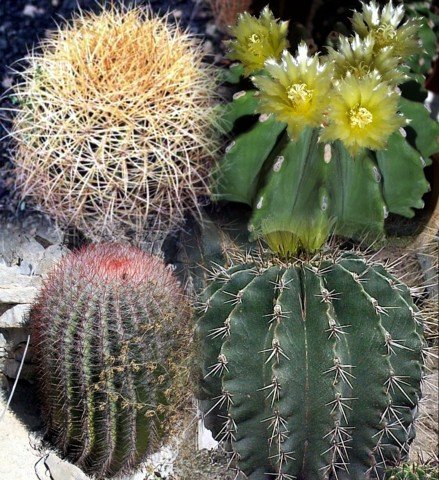 Mixed Barrel Cactus 20 Seeds - Ferocactus