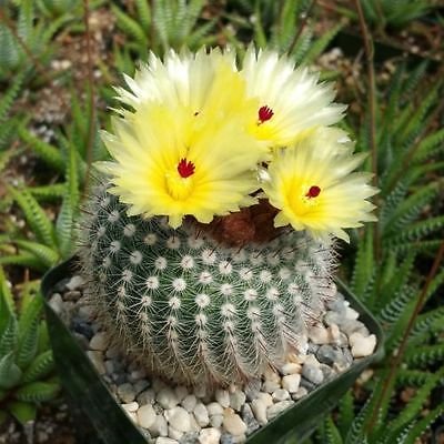 NOTOCACTUS OR PARODIA SCOPA CACTUS CACTI REAL LIVE PLANT