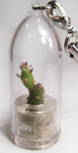 Needle Bonsai - Live Cacti Cactus Miniature Terrarium Flower - Pet Plant - Boo-Boo Plant