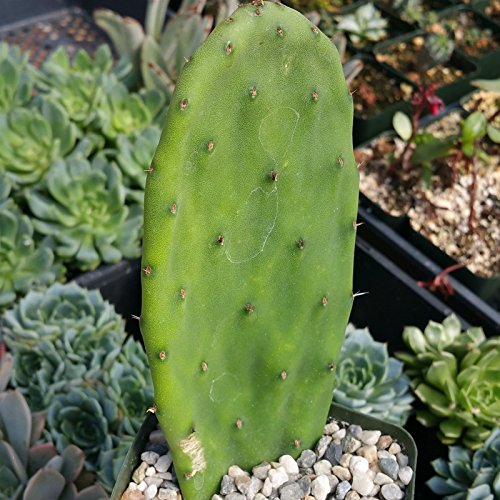 OPUNTIA FICUS-INDICA EDDIBLE NOPALES CACTUS CACTI REAL LIVE PLANT