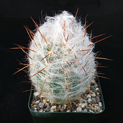 OREOCEREUS TROLLII OLD MAN OF THE MOUNTAIN CACTUS CACTI NICE REAL LIVE PLANT