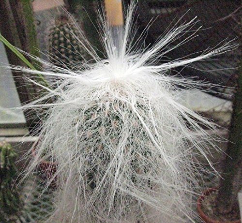 Old Man Cactus 20 Seeds - Cephalocereus sinilis