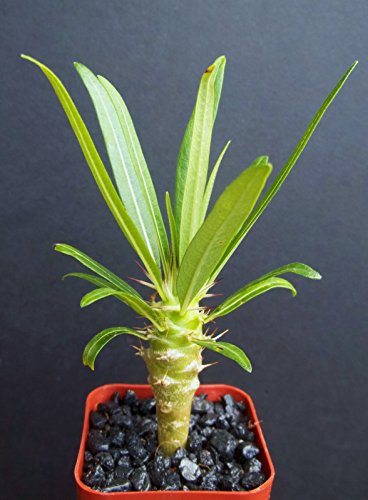 Pachypodium Geayi  Rare Madagascar Palm Plant Cactus Cacti Caudex Bonsai 2 Pot