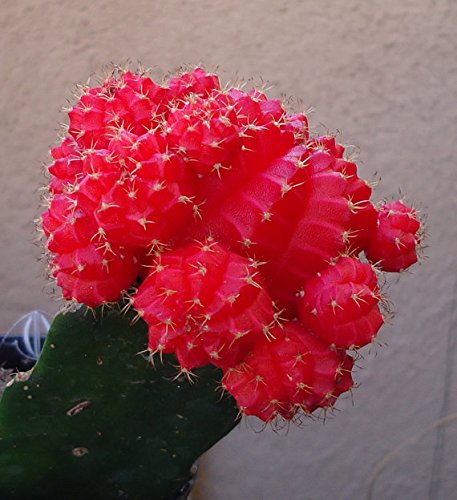 Red Moon Cactus Gymnocalycium Mihanovichii