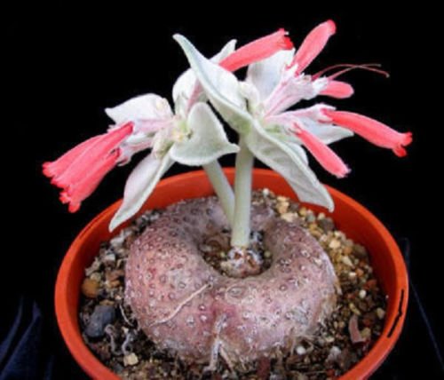 Sinningia leucotricha Rechsteineria rare cactus cacti caudex plant seed 30 SEEDS