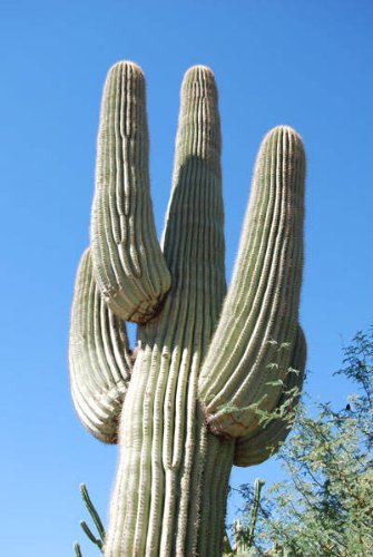 CS~Gigantic~SAGUARO CACTUS~Seeds~~~~~~~~Lives 200 Years