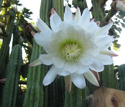10 San Pedro Cactus Seeds Trichocereus pachanoi Ornamental Plant