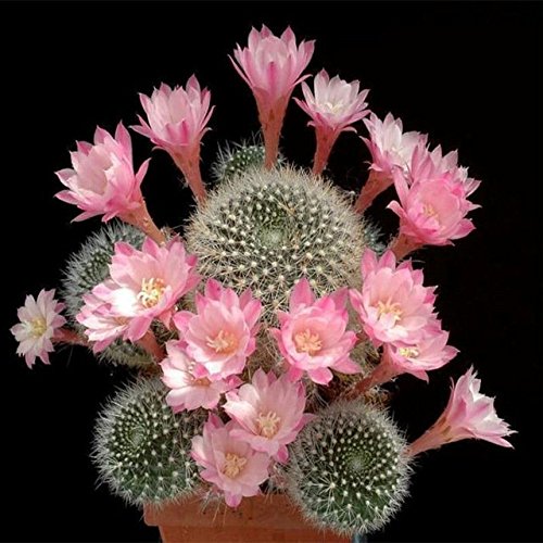 100 Particle  Bag Cactus Rebutia Variety Flowering Color Cacti Rare Cactus Seed heirloom seeds Office Mini Plant Succulent