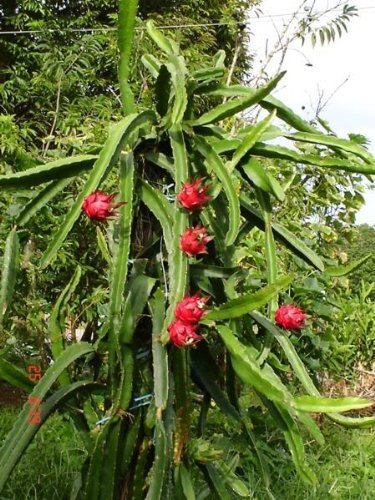 20 WHITE DRAGON FRUIT Pitaya  Pitahaya  Strawberry Pear Hylocereus Undatus Cactus Seeds