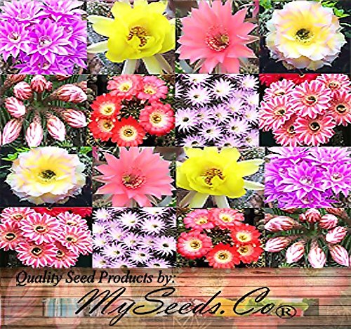 20 x Echinopsis Species mixed Seed - Cactus Seeds - AKA Hedgehog cactus sea-urchin cactus Easter lily cactus - ASSORTED COLORS VARIATIONS - Gorgeous Flowers - By MySeedsCo