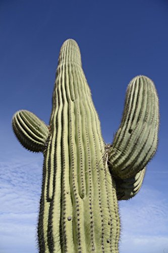 25 Gigantic Saguaro Cactus Seeds Carnegia Gigantea