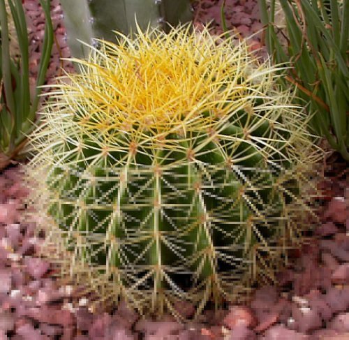 50 FINEST MIXED CACTUS Flower Seeds Garden Lawn Supply Maintenance