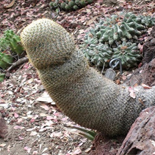 ADB Inc Sexy Cactus Seed Indoor Outdoor Ok