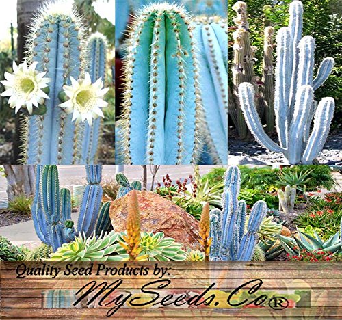BIG PACK - 200 Pilosocereus BLUE RARE Cactus Mix - CACTUS Seeds GORGEOUS BLUE - Excellent For Greenhouse Or As House Plants - FRESH CACTUS SEEDS - By MySeedsCo Pilo Blue Mix - BIG PACK