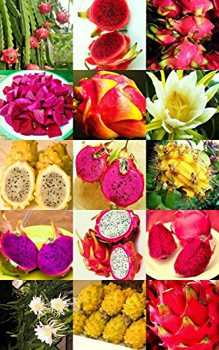 Dragon Fruit Mix Edible Fruits Hylocereus Undatus Fragrant Cactus Seed 50 Seeds