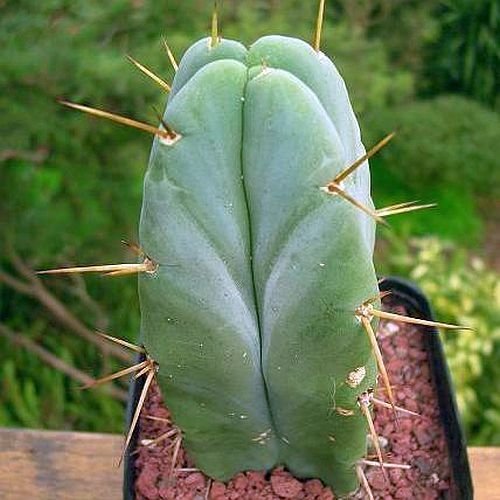 Exotic Plants Trichocereus Bridgesii - Bolivian Torch Cactus - Penis Plant - 15 Seeds
