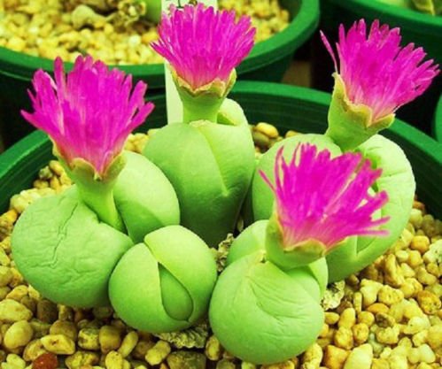 Gibbaeum Heathii Sold By Exotic Cactus Living Stones Exotic Rock Ice Plant Rare Mesembs Seed 50 Seeds