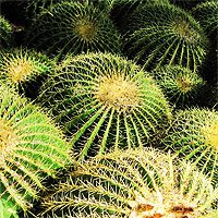 Golden Barrel Seeds - Echinocactus Grusonii