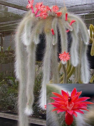 Hildewintera Colademononis  Stunning Monkey Tail Cactus  Red Flowers 10 Seeds