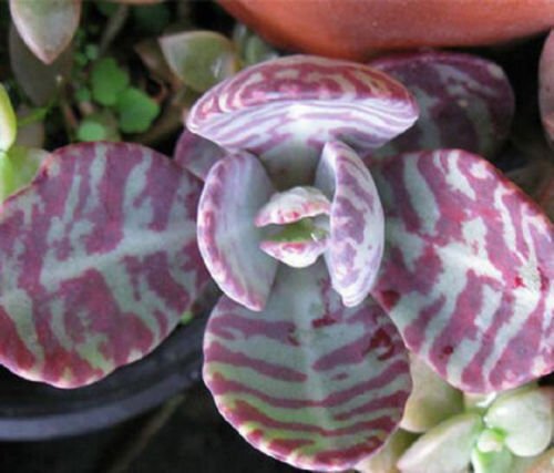 Kalanchoe humilis exotic rare purple color succulents cactus cacti seed 50 SEEDS