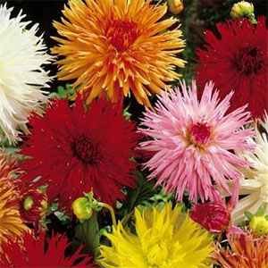 Outsidepride Dahlia Cactus Mix - 500 Seeds